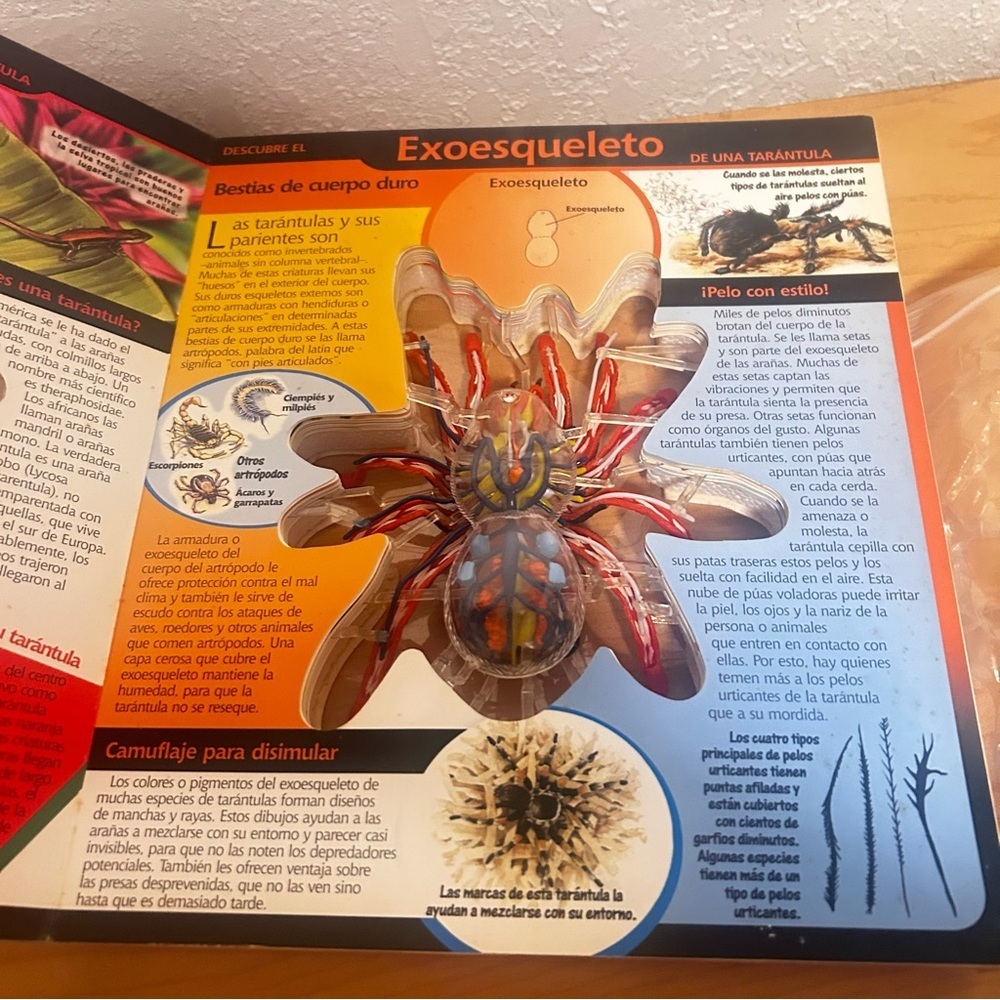 La Tarántula" Educational Book & 3D Model in Spanish by David George Gordon - Picture 6 of 7